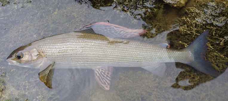 Stage de pêche