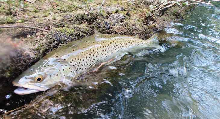 Stage de pêche