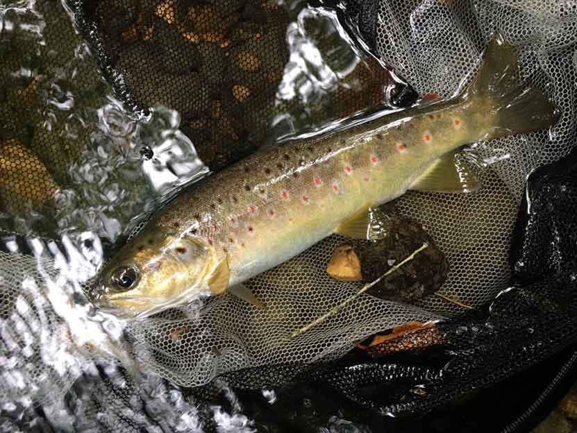 Stage de pêche