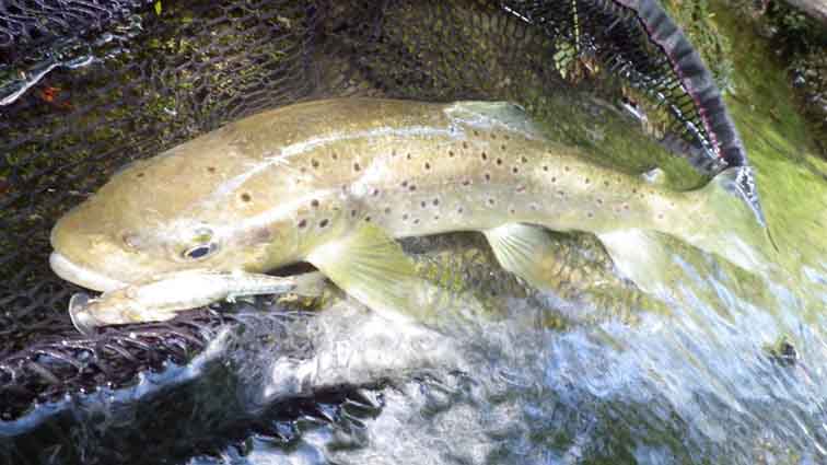 Stage de pêche
