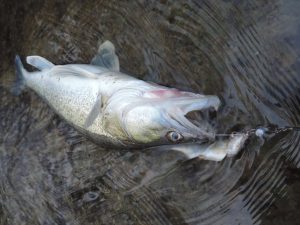 stage de pêche carnassier