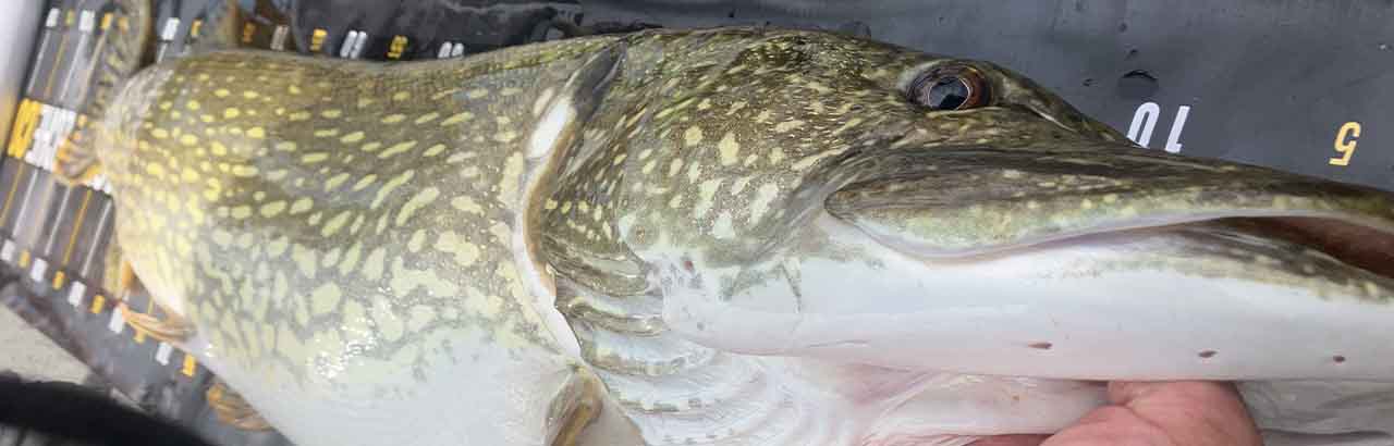 gros brochet du lac d'Orient