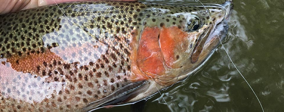 pêche à la mouche champagne