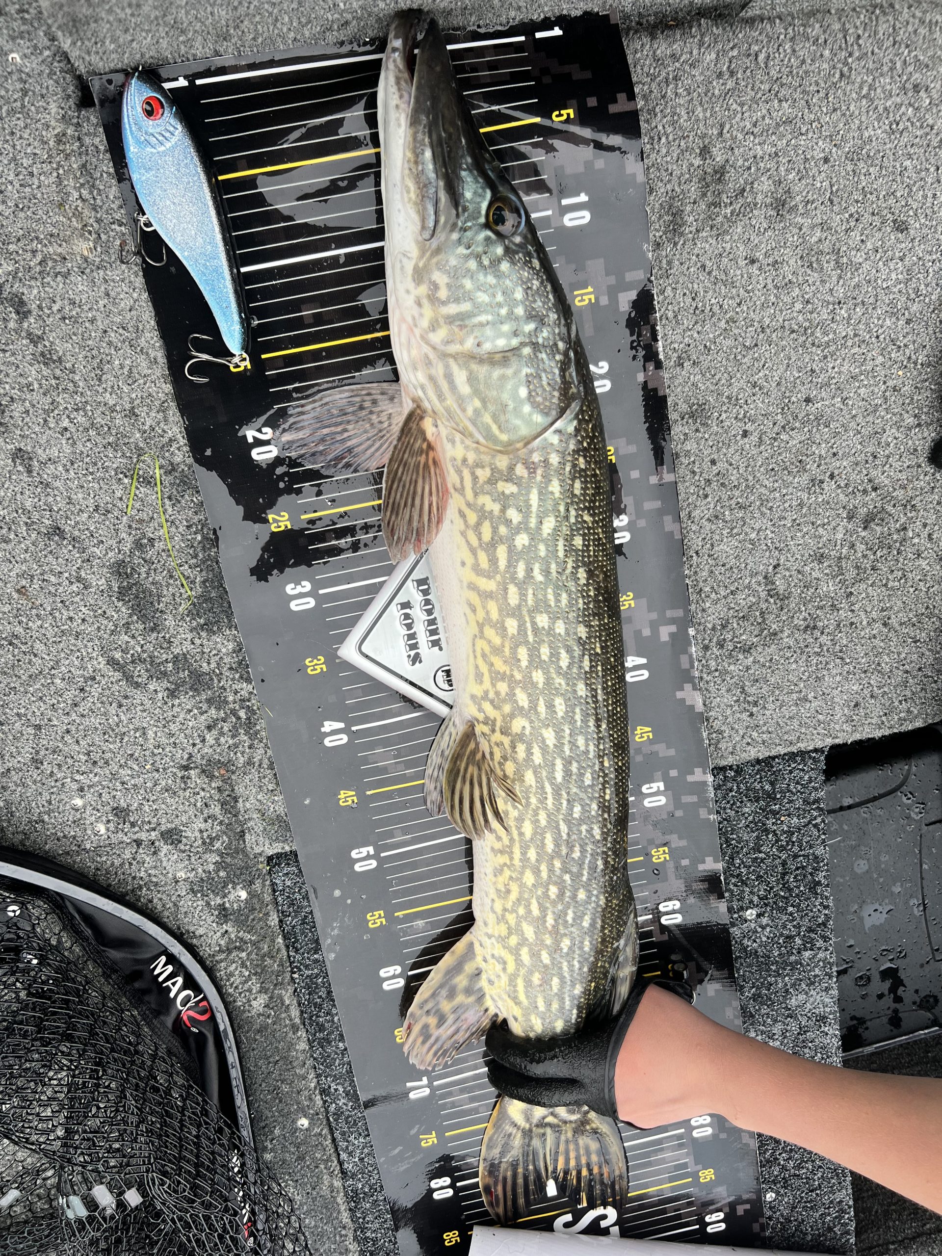 brochet du Der brochet du Der