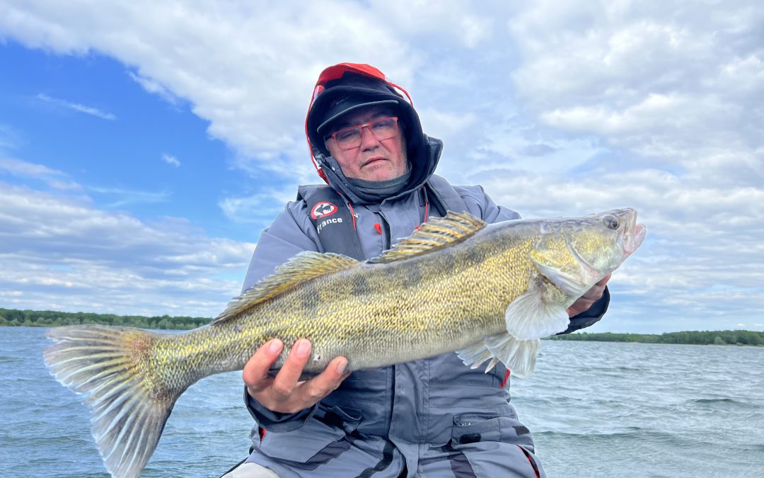 Sandre du lac du Der