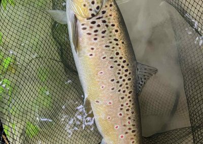 Truite fario fraîchement capturée, reposant dans une épuisette immergée dans une rivière claire en Champagne, lors d’un stage de pêche à la mouche.