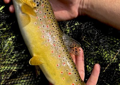 Truite prise en ultra-léger dans un ruisseau sauvage