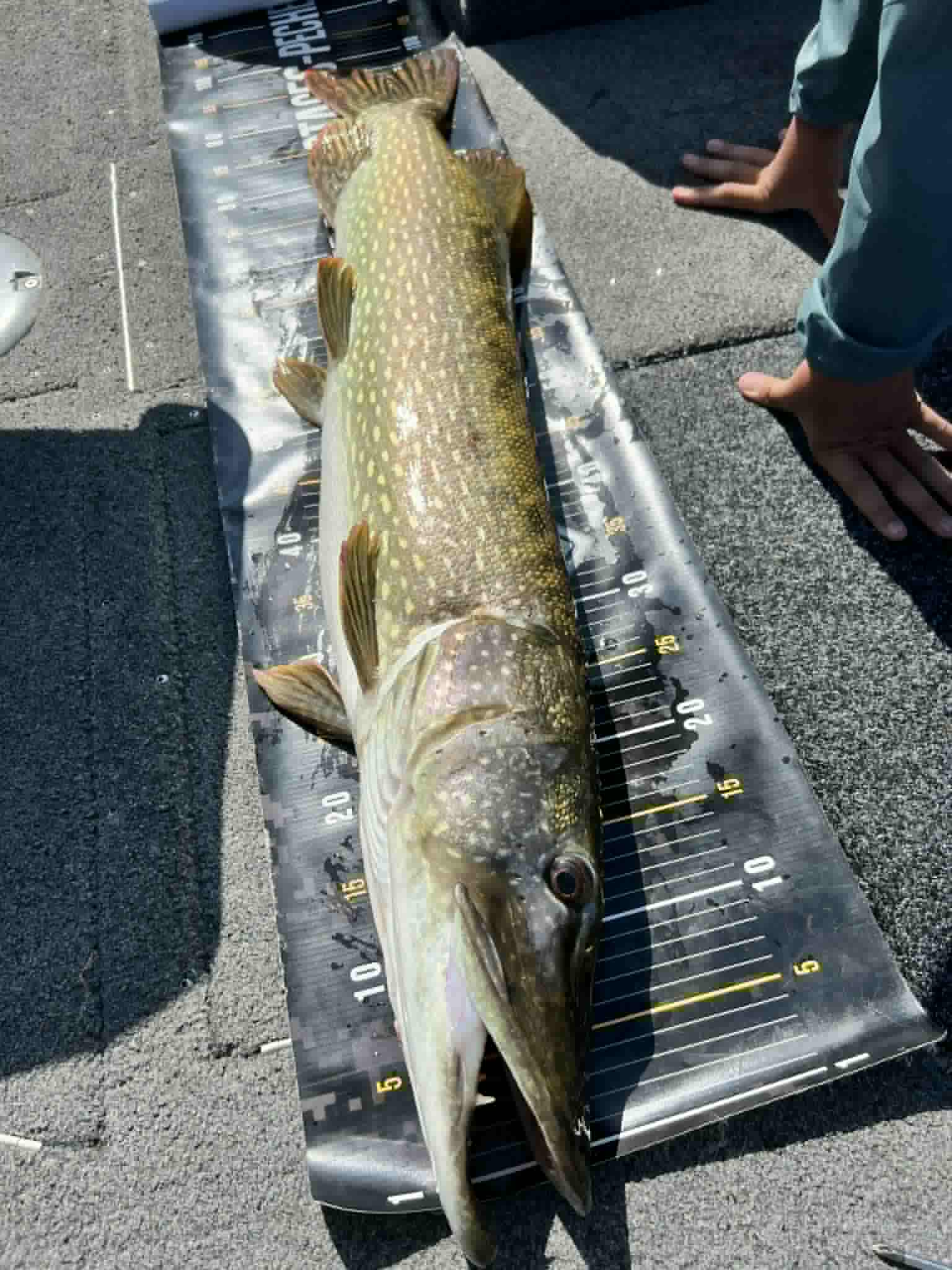 Gros brochet capturé lors d’un stage de pêche jeune au Lac du Der avec matériel ZFBaits
