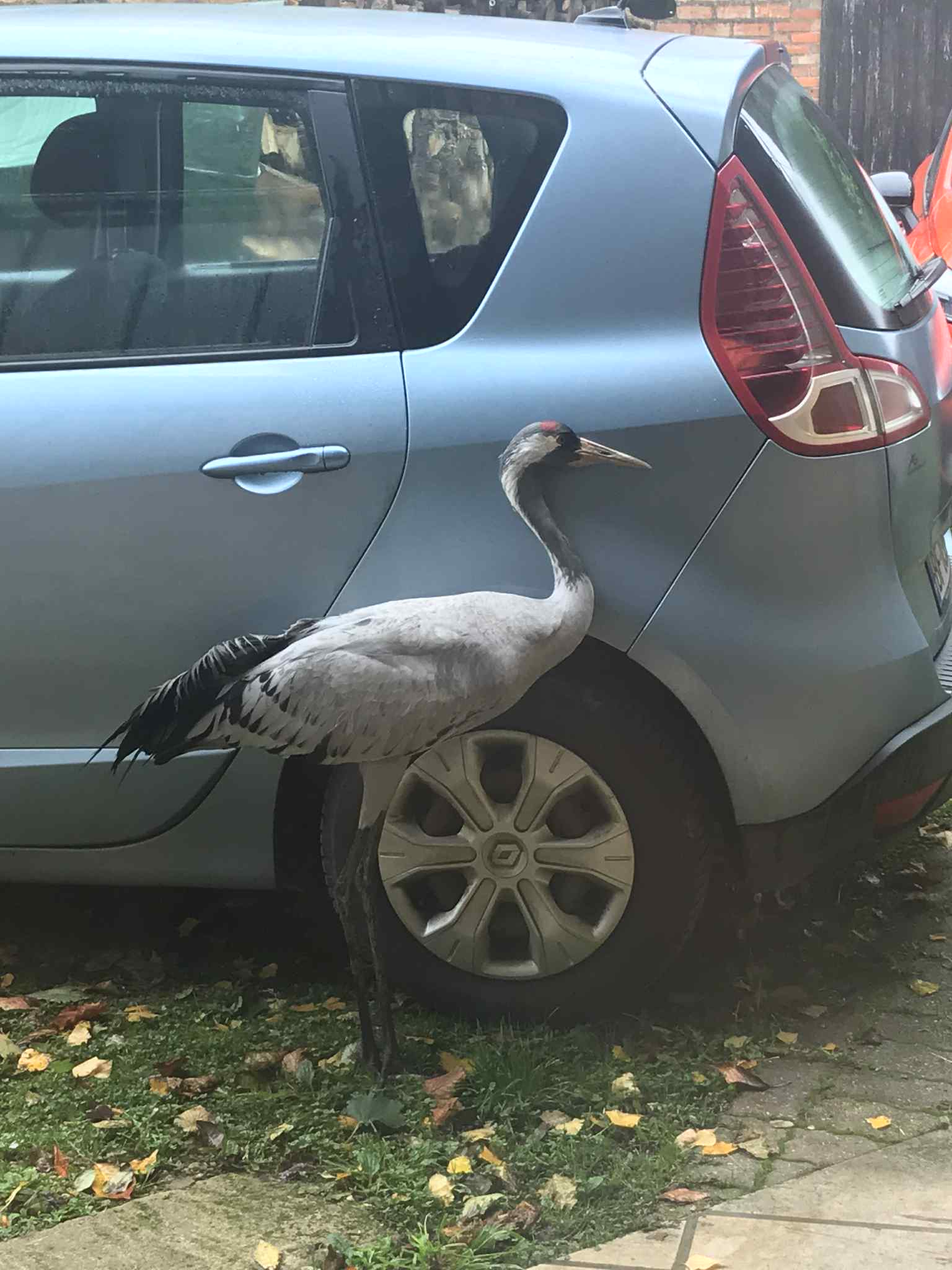 bar de 65 cm pêché dans l’archipel des Glénan