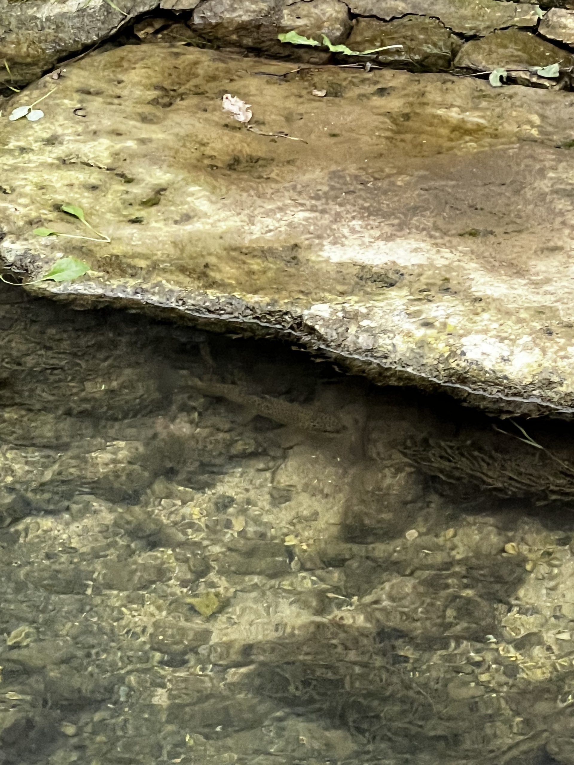 belle truite fario dans une petite rivière aux eaux limpides