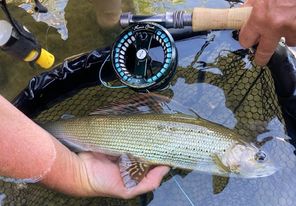 Gros ombre pris à la nymphe dans une rivière champenoise