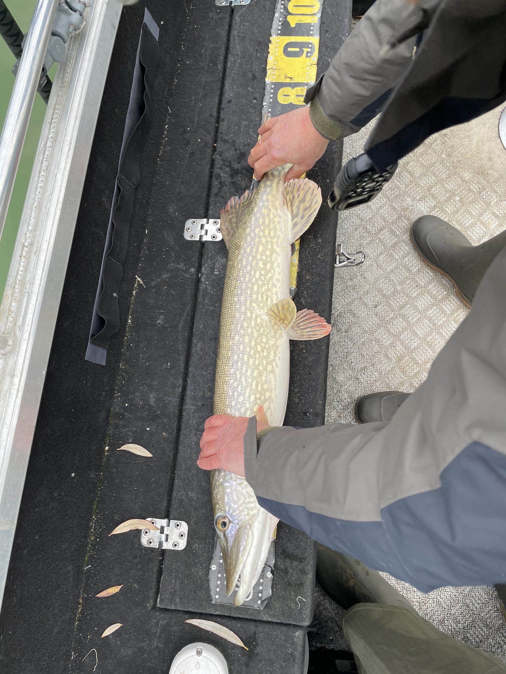 Joli brochet sur la toise ce jour de pêche père fils