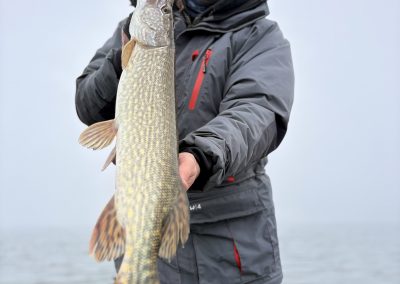 Brochet du lac de Madine pris lors d’une session de pêche dans la brume