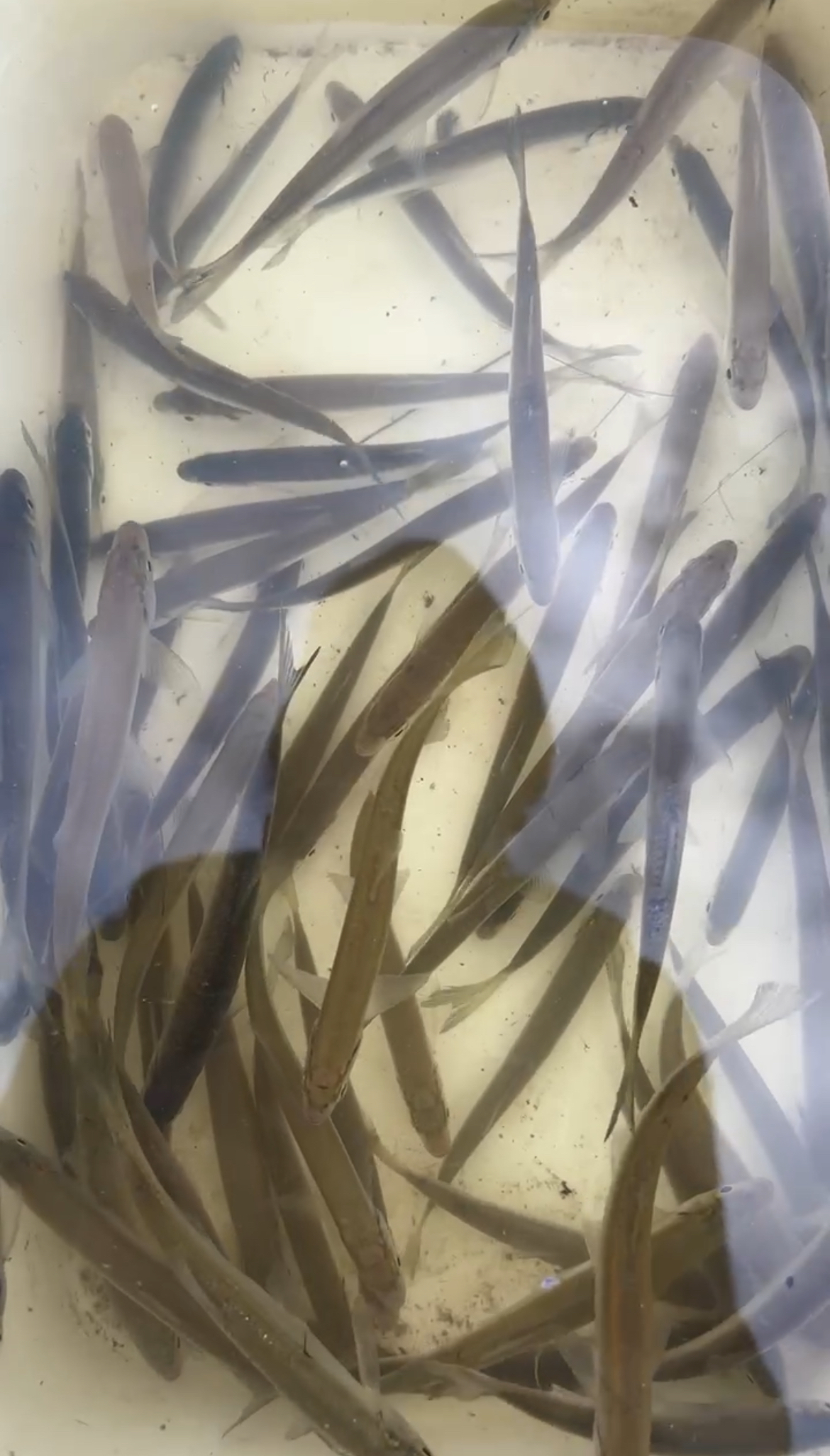 Pêche de début d’hiver à la perle avec micro flotteur