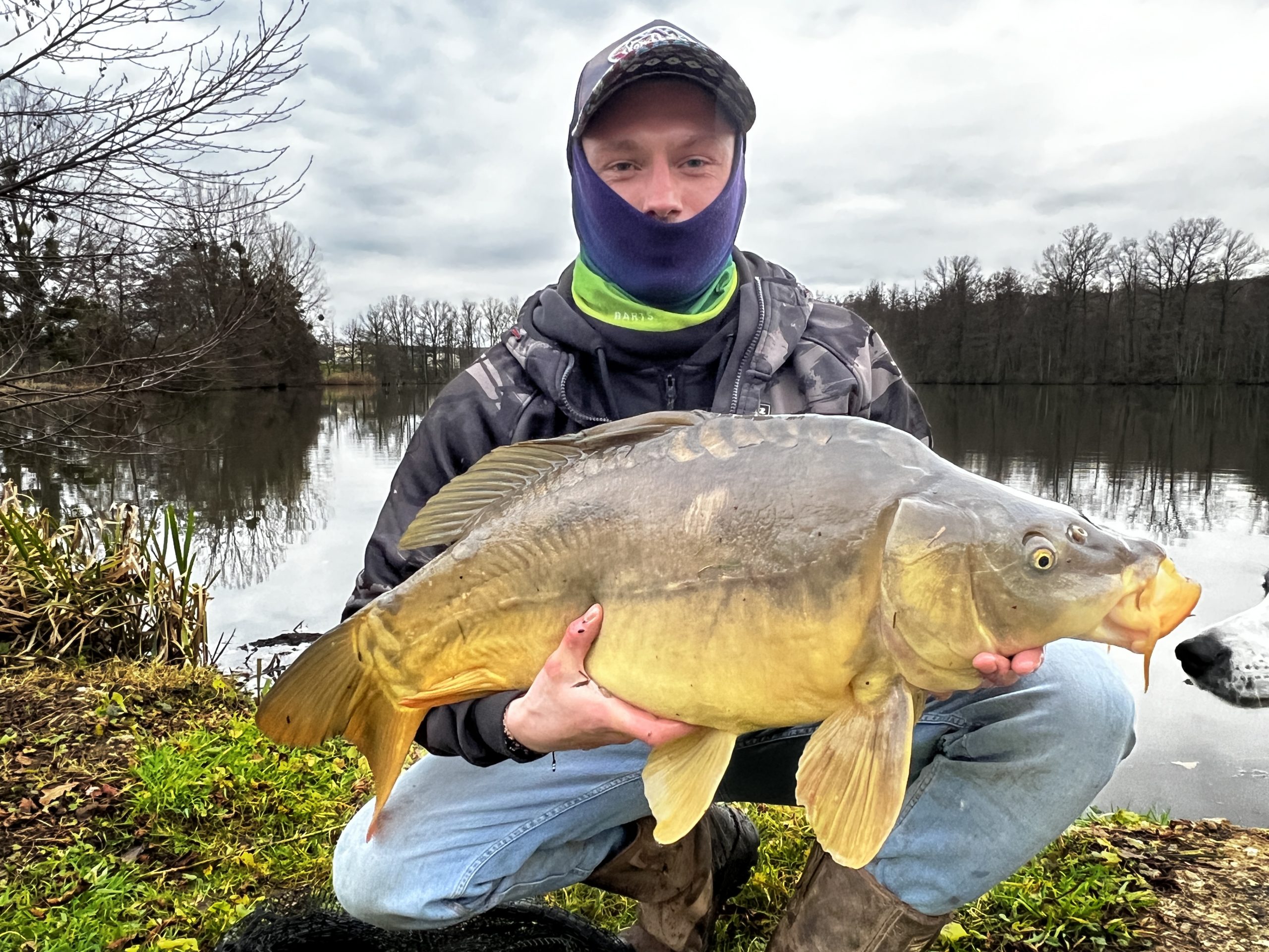 Très belle carpe miroir capturée lors d’une remise à niveau sur la pêche de la carpe