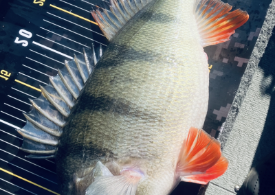 Grosse perche du lac du Der prise lors d’une session de pêche guidée
