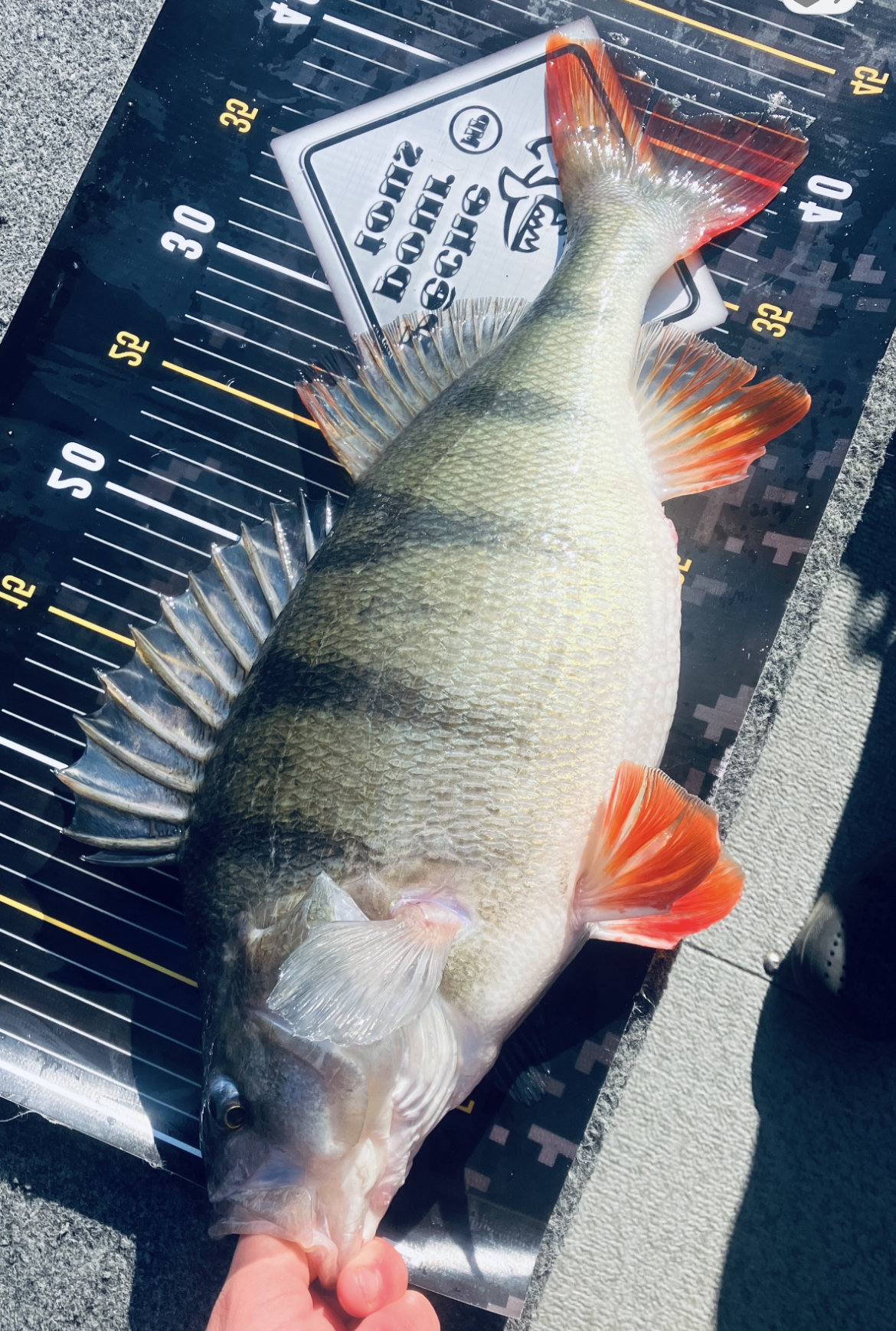 Grosse perche du lac du Der prise lors d’une session de pêche guidée