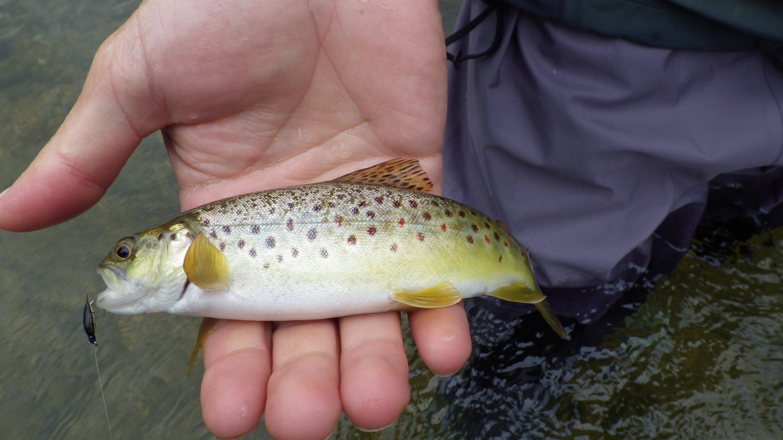Flavien en session de pêche à la mouche sur la Marne en Champagne