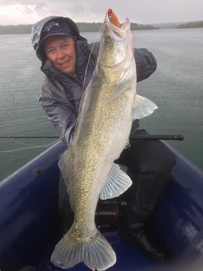 Gros sandre capturé accidentellement au Lac du Der ouverture