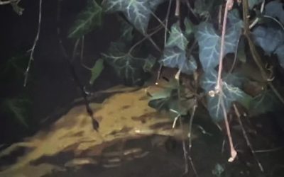 Ouverture truite 2026 : repérage stratégique avant le grand jour