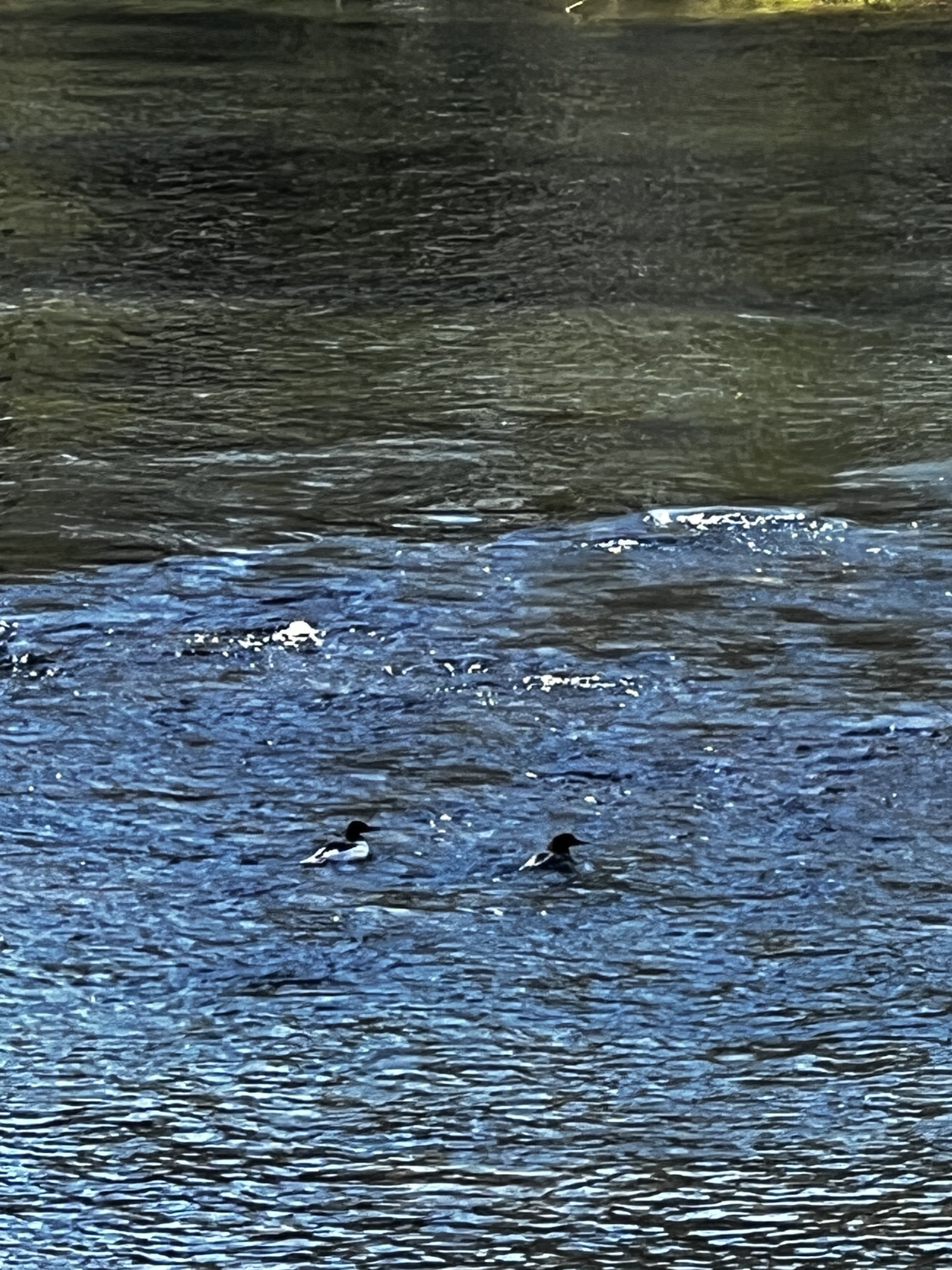 Harle bièvre nageant sur une rivière de Champagne