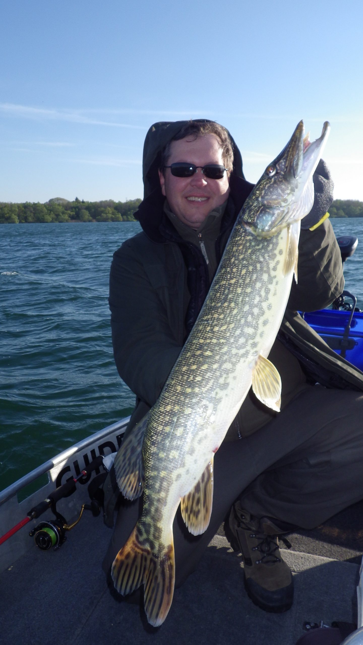 gros brochet capturé au lac du Der lors de l’ouverture