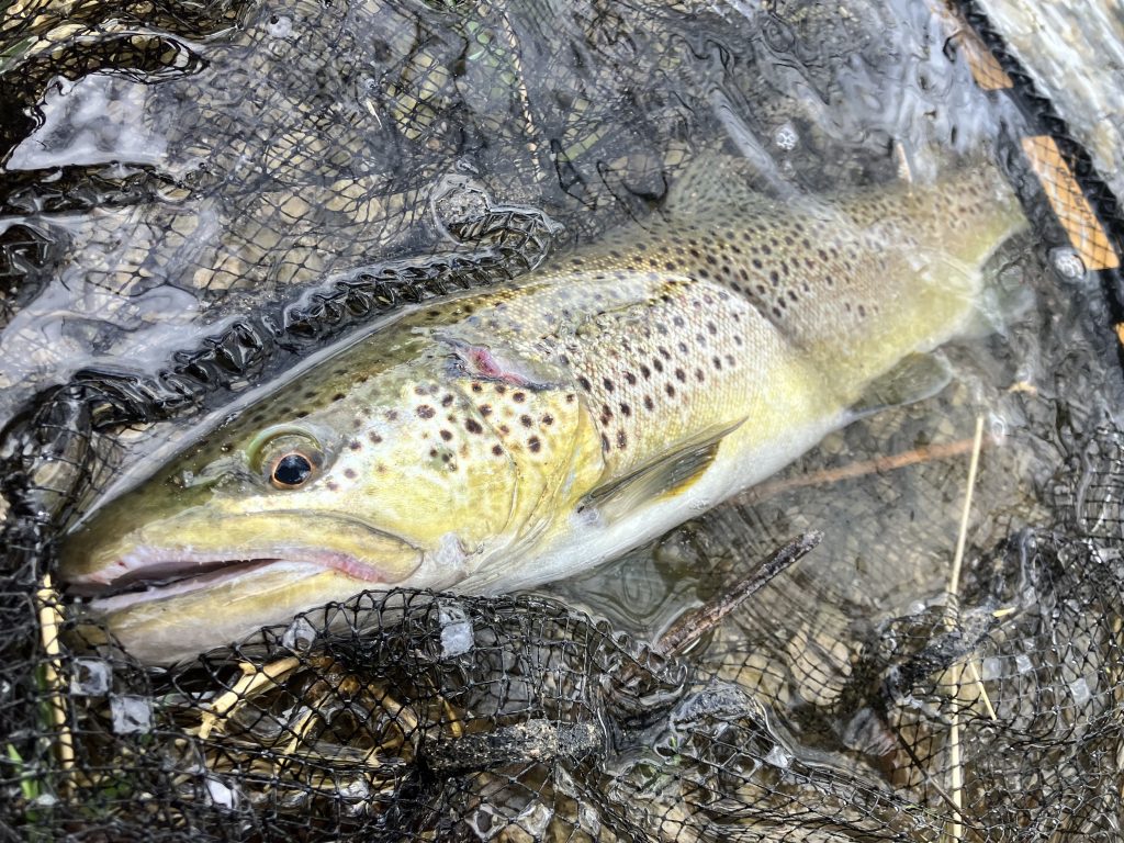 truite sauvage rivière Haute-Marne pêche à la mouche