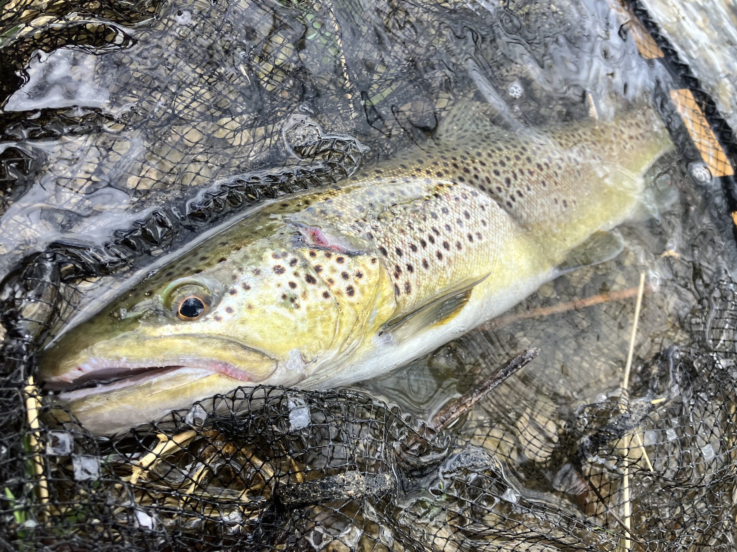 truite sauvage rivière Haute-Marne pêche à la mouche