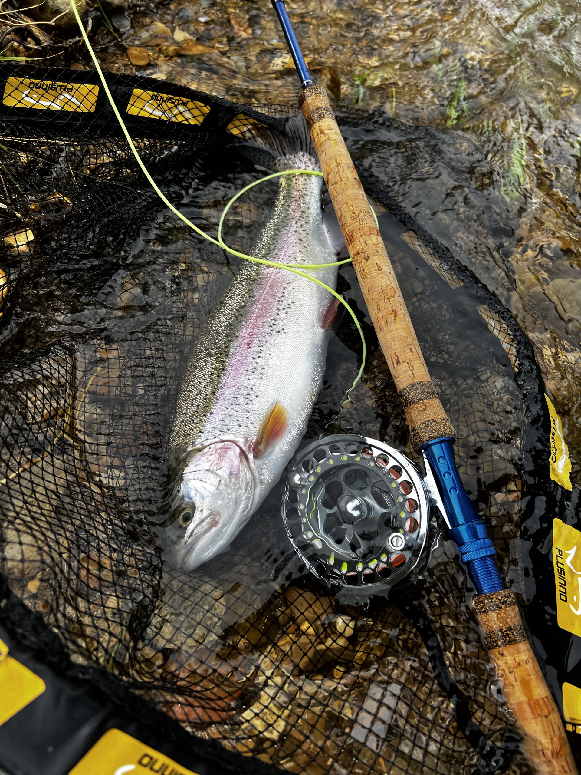 truite arc en ciel prise en trout spey à la mouche