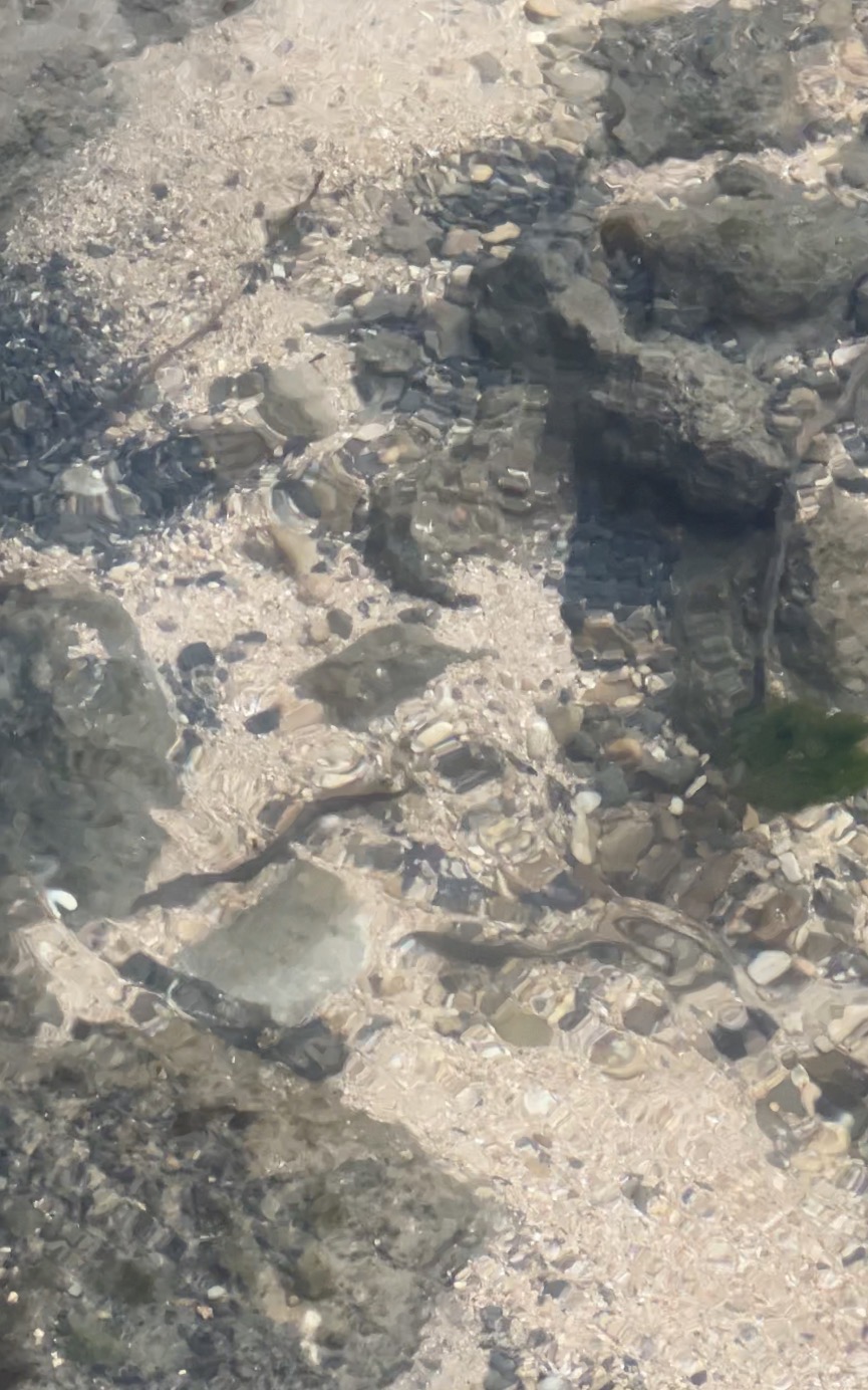 Lamproies de Planer en fraie dans une rivière