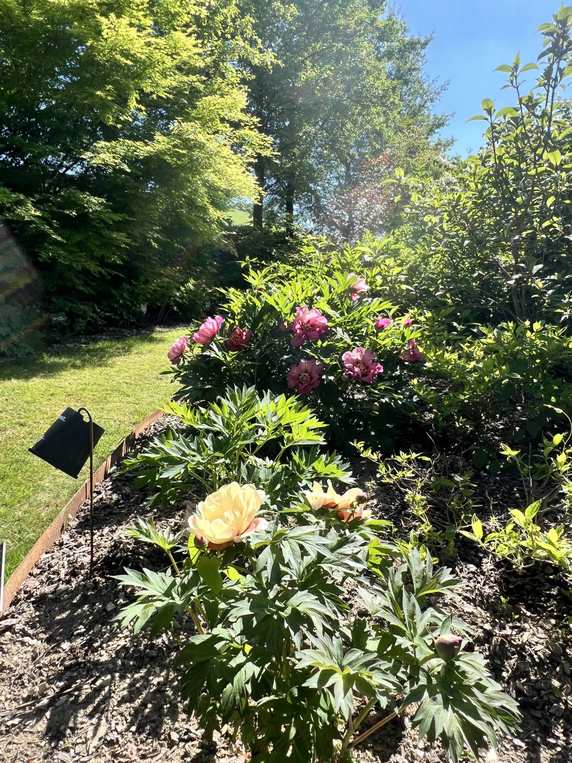 vue du jardin de Mon Moulin avec pivoines et bassins à Joinville