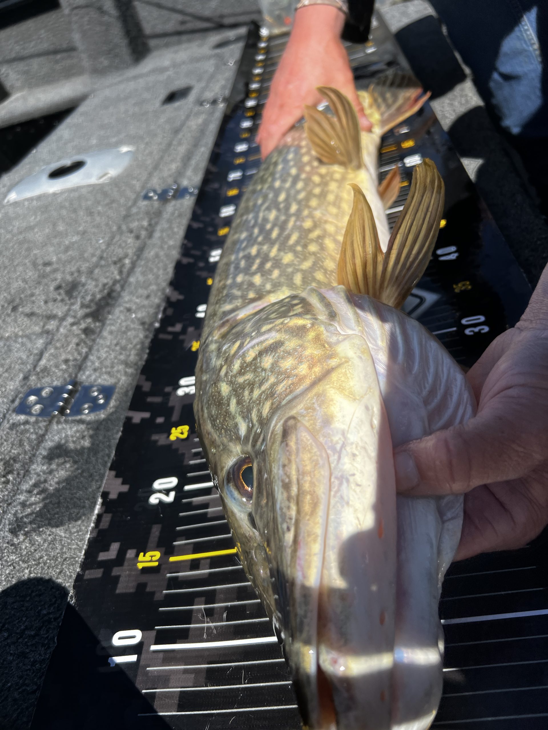 brochet 98 cm lac du Der ouverture 2026