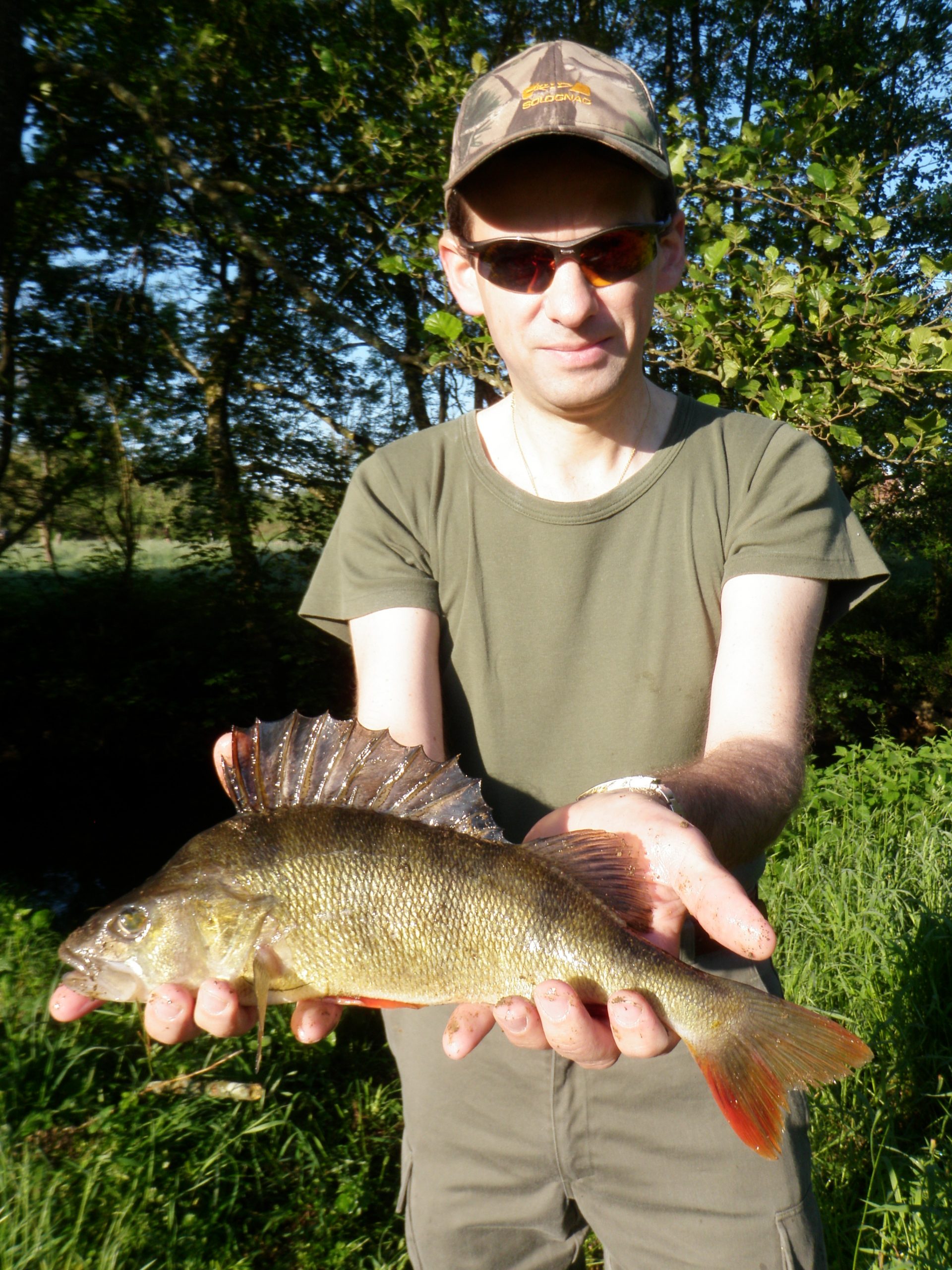 Grosse perche de la Marne capturée au drop shot par David lors d’une session de pêche