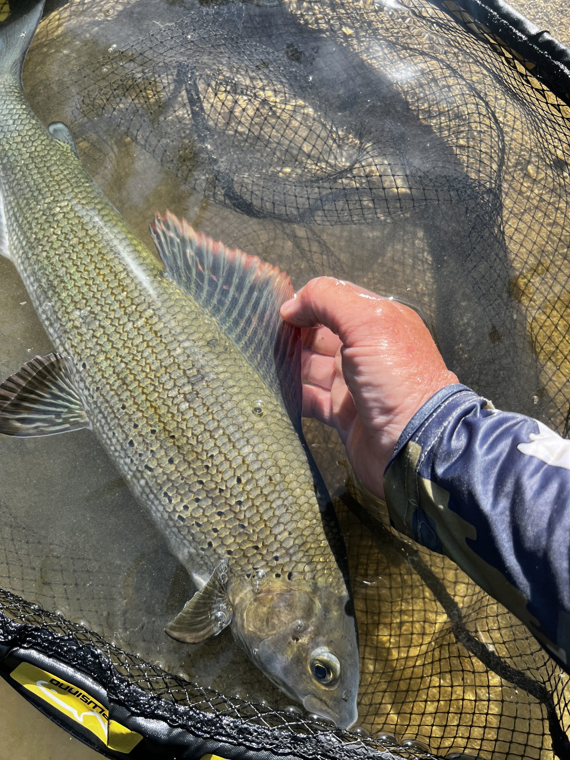 Ombre commun de plus de 50 cm capturé en nymphe à vue lors d’un stage de pêche à la mouche en Haute-Marne.