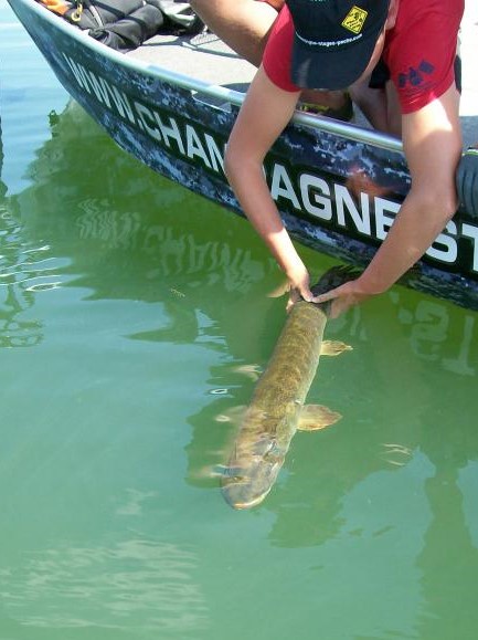 Cid présente une magnifique truite fario de 60 cm capturée dans une rivière cristalline de Haute-Marne.