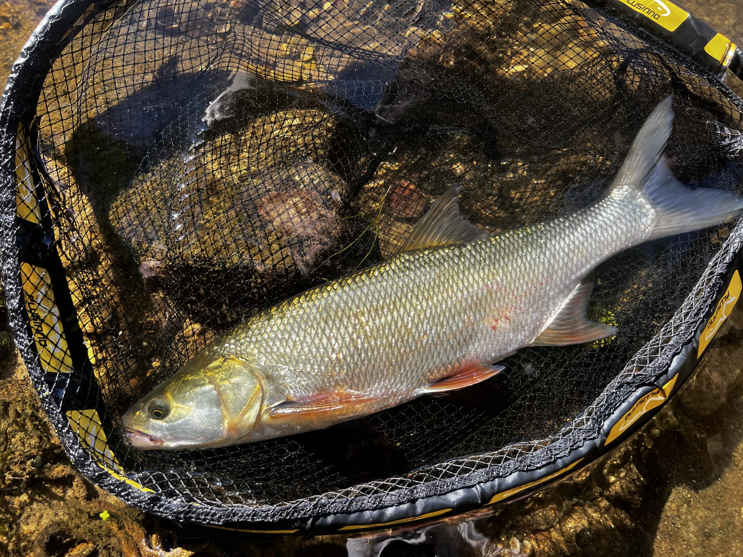 Guide de pêche avec un aspe pris dans la Marne